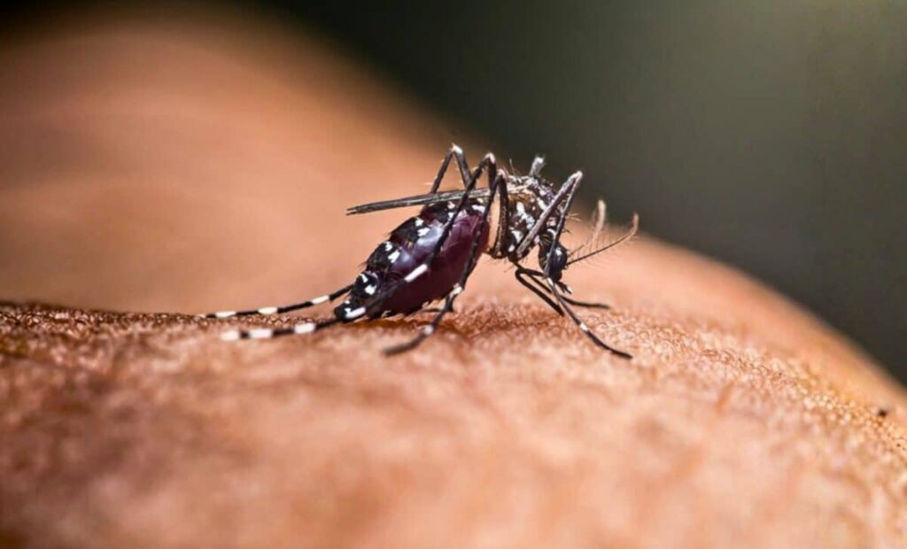 One Of Earth’s Last Mosquito Free Countries Just Lost Its Natural Shield