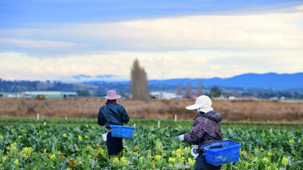 Regional skilled migrant visas cut by more than 18,000, budget figures show