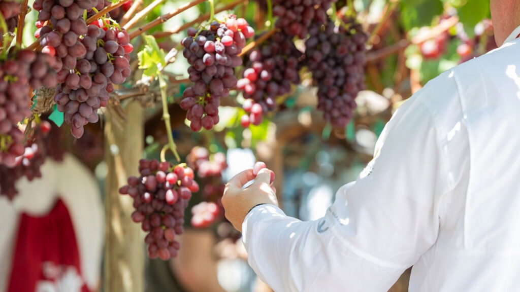 Sun World Selects New Licensees in Australia and Italy to Strengthen Its Global, Branded Fruit Programs Sun World Selects New Licensees in Australia and Italy to Strengthen Its Global, Branded Fruit Programs