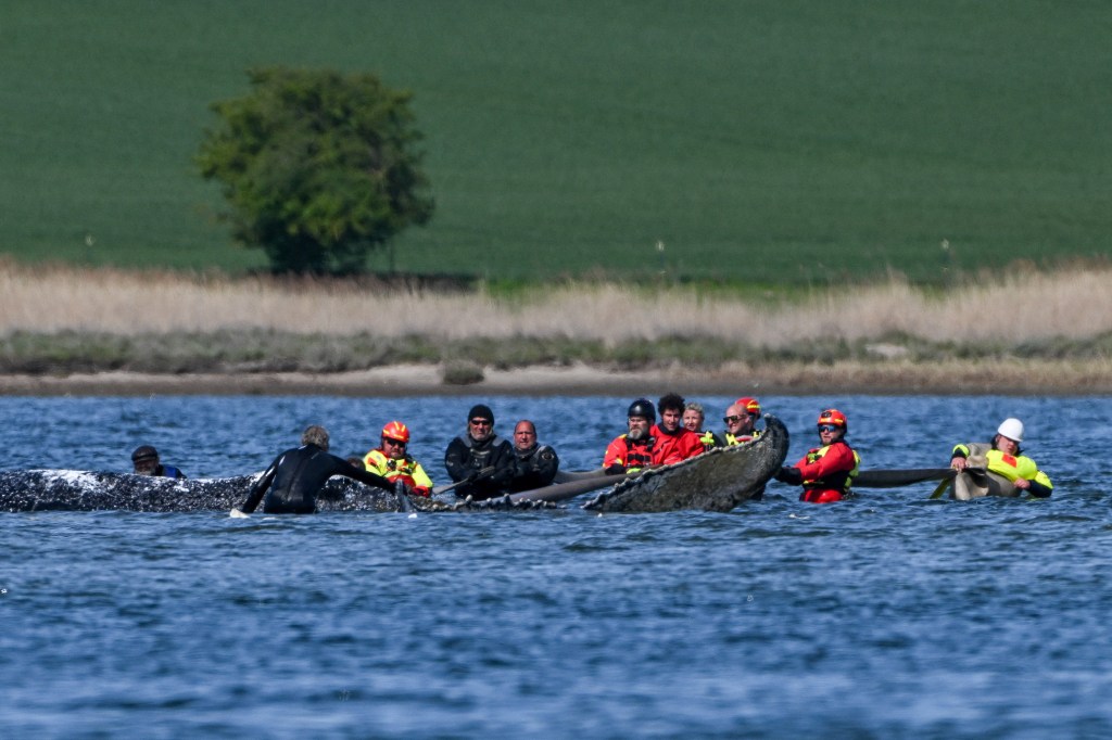 Rescuers attempting to free a humpback whale stranded on a sandbank.