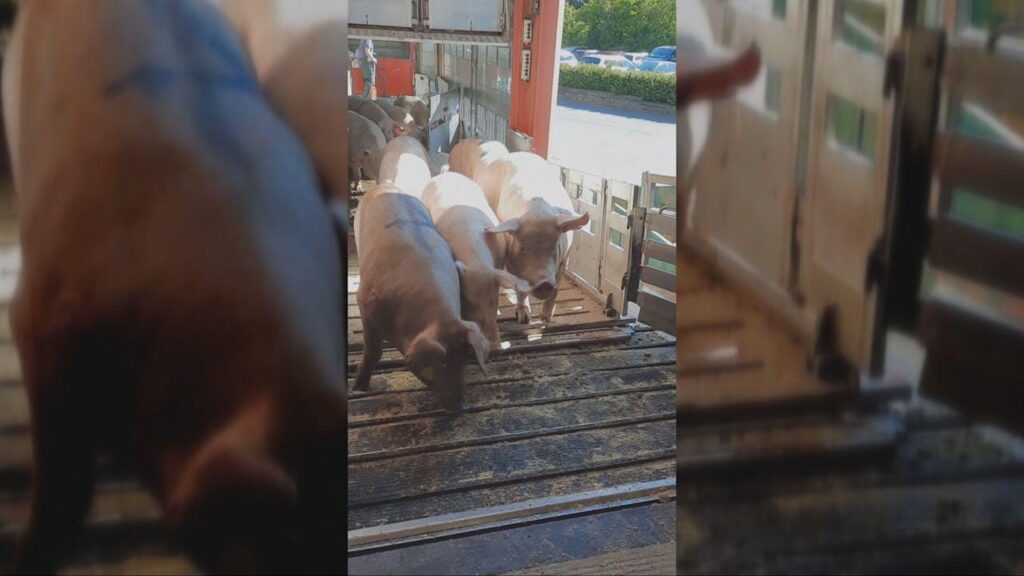 Transport giant taken again and again for sick pigs