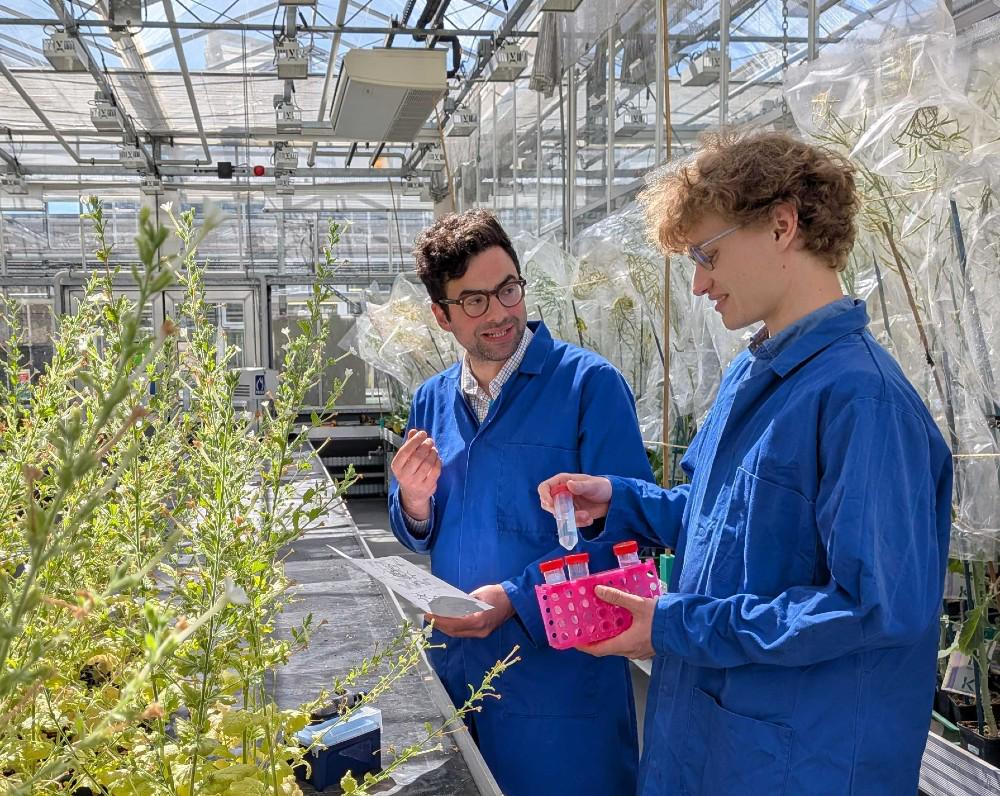 Scientists solve 200-year-old puzzle of how tobacco plants make nicotine