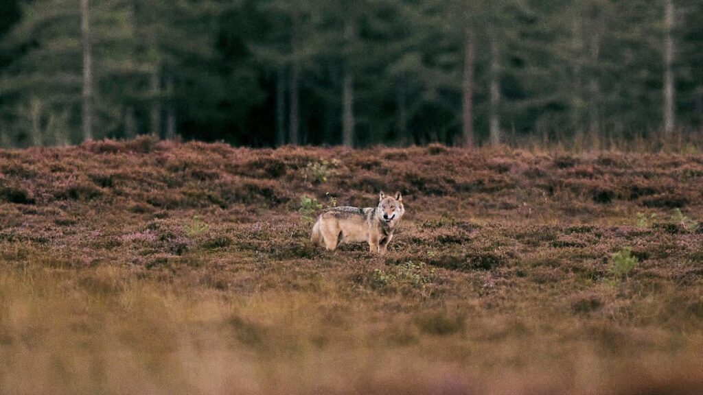 The wolf population is growing less than expected. Researcher suspects illegal hunting | Inland