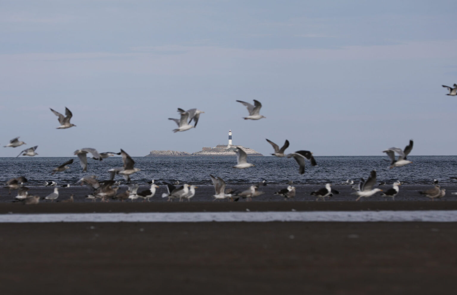 Birdwatch Ireland calls for people to stop feeding birds amid disease