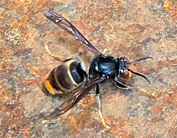 Yellow-legged hornet likely a stowaway, WSDA records suggest Yellow-legged hornet likely a stowaway, WSDA records suggest