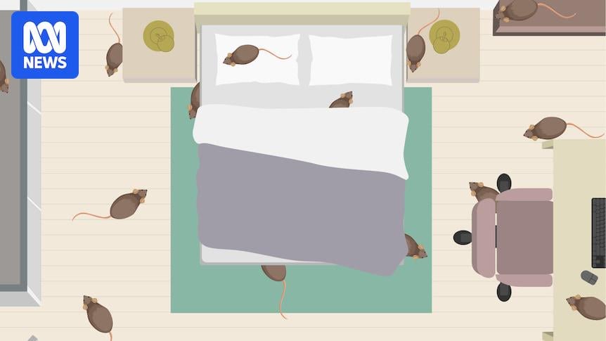 Visualising the mouse plague infesting parts of Australia