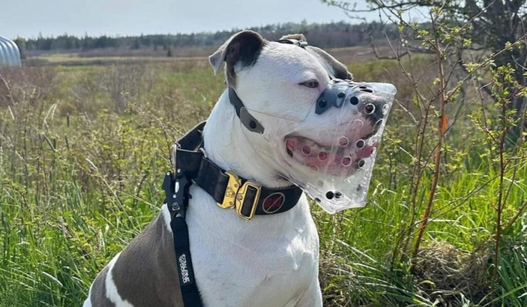 Kildare Court: Woman bitten in face after husband encouraged XL Bully dog to bite her Kildare Court: Woman bitten in face after husband encouraged XL Bully dog to bite her