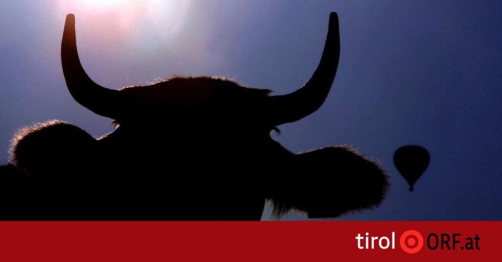 Fatal cow attack in East Tyrol