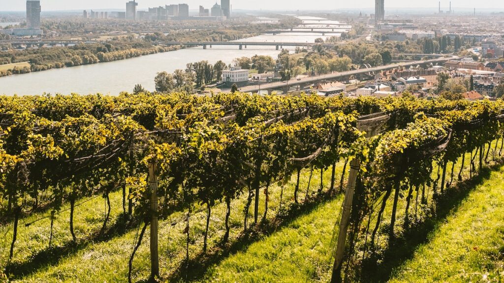 Want to see a different side to Vienna? Board the Austrian capital's wine train