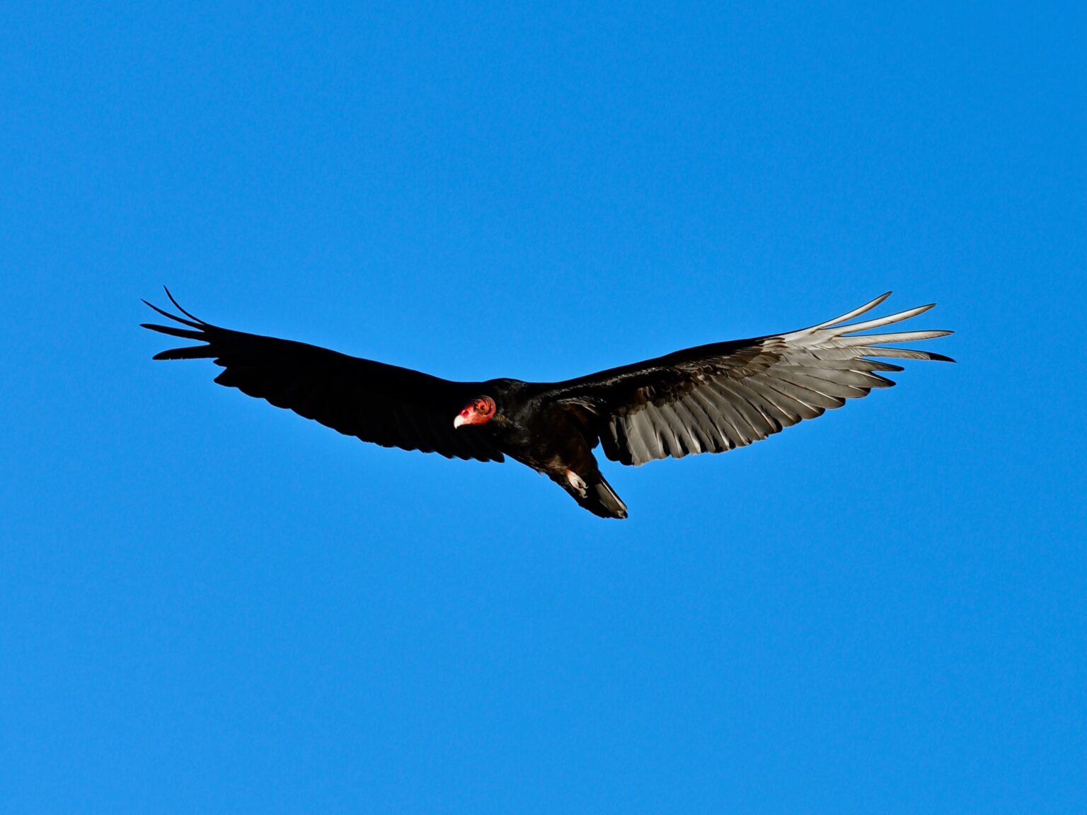 My first encounter with turkey vultures | Los Gatan