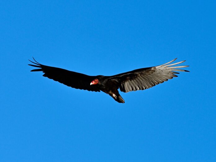 turkey vulture