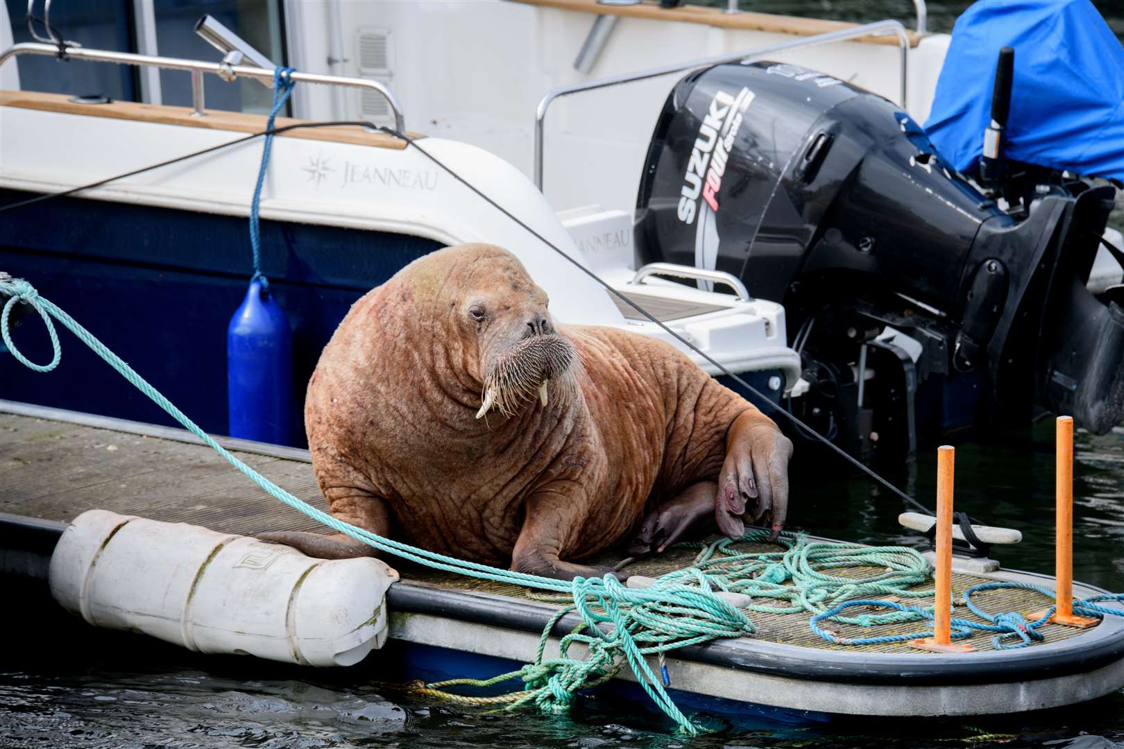Magnus resting up in Lossiemouth. Picture: Daniel Forsyth.