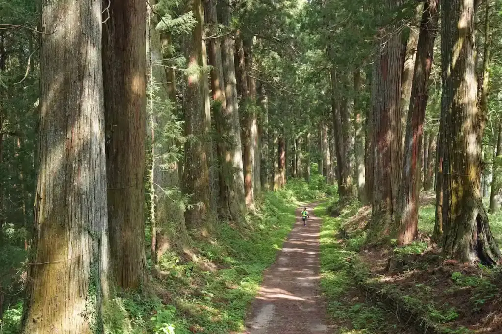 Hidden Wonders | World’s Longest Tree-Lined Avenue in Nikko Tochigi tree-lined avenue hidden wonders