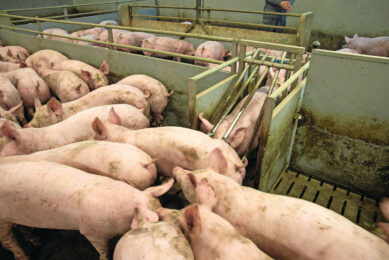 Moldova pig farmers still wait for the subsidies promised following major ASF outbreaks in 2025. Photo: Twan Wiermans