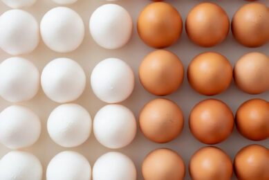 Several European countries have also seen a clear movement towards white-egg laying breeds. Image created with the help of AI