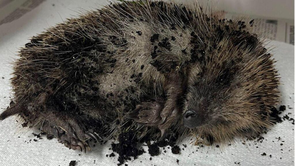 Skelmersdale schoolgirls 'threw hedgehog around like a toy' and 'buried him alive'