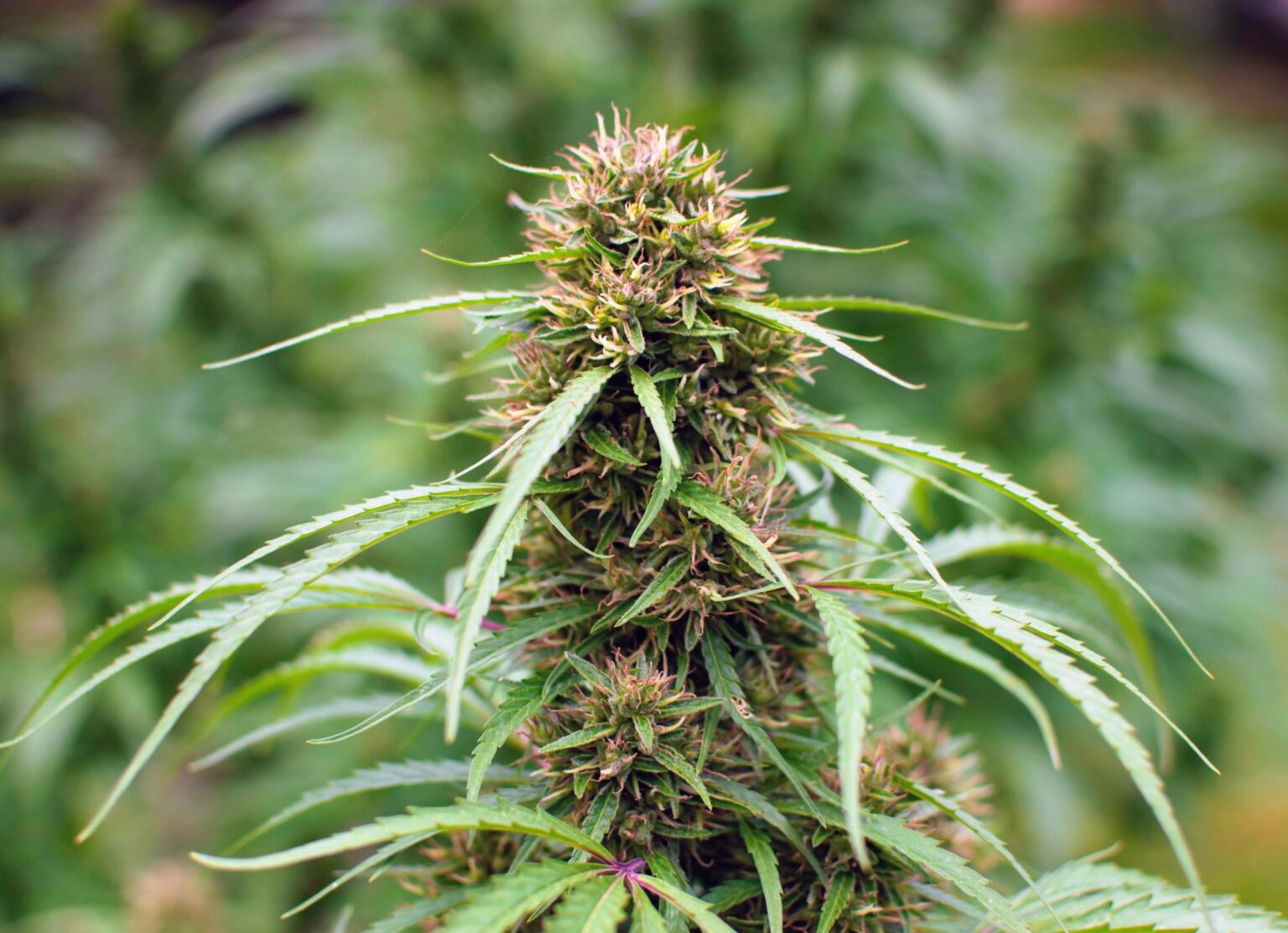 Cannabis compound linked to weight loss is not THC