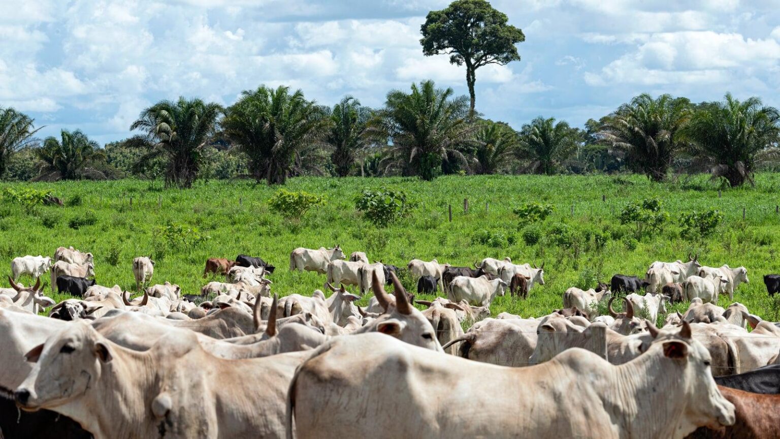 Brazilian beef to be banned from EU from September