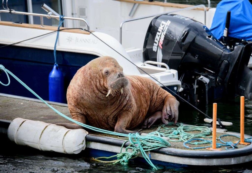 Magnus the walrus swaps Moray and Aberdeenshire for Norway after epic North Sea crossing. See more below Magnus the walrus swaps Moray and Aberdeenshire for Norway after epic North Sea crossing. See more below