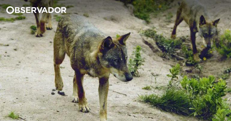 Dogs reduced livestock losses caused by wolves by 95%