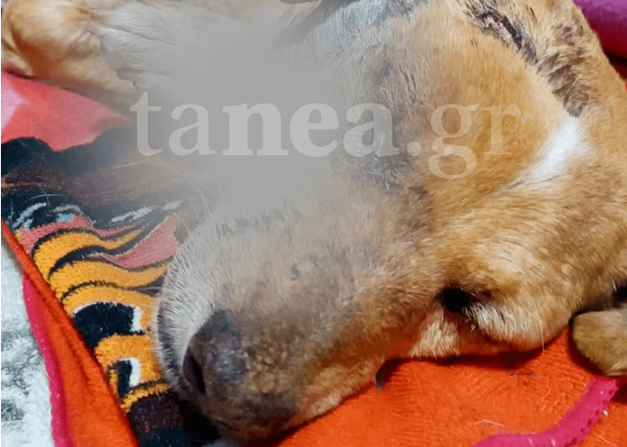 Felony for the dog of Samos - Criminal prosecution of the owner after the torture that led to the death of the animal