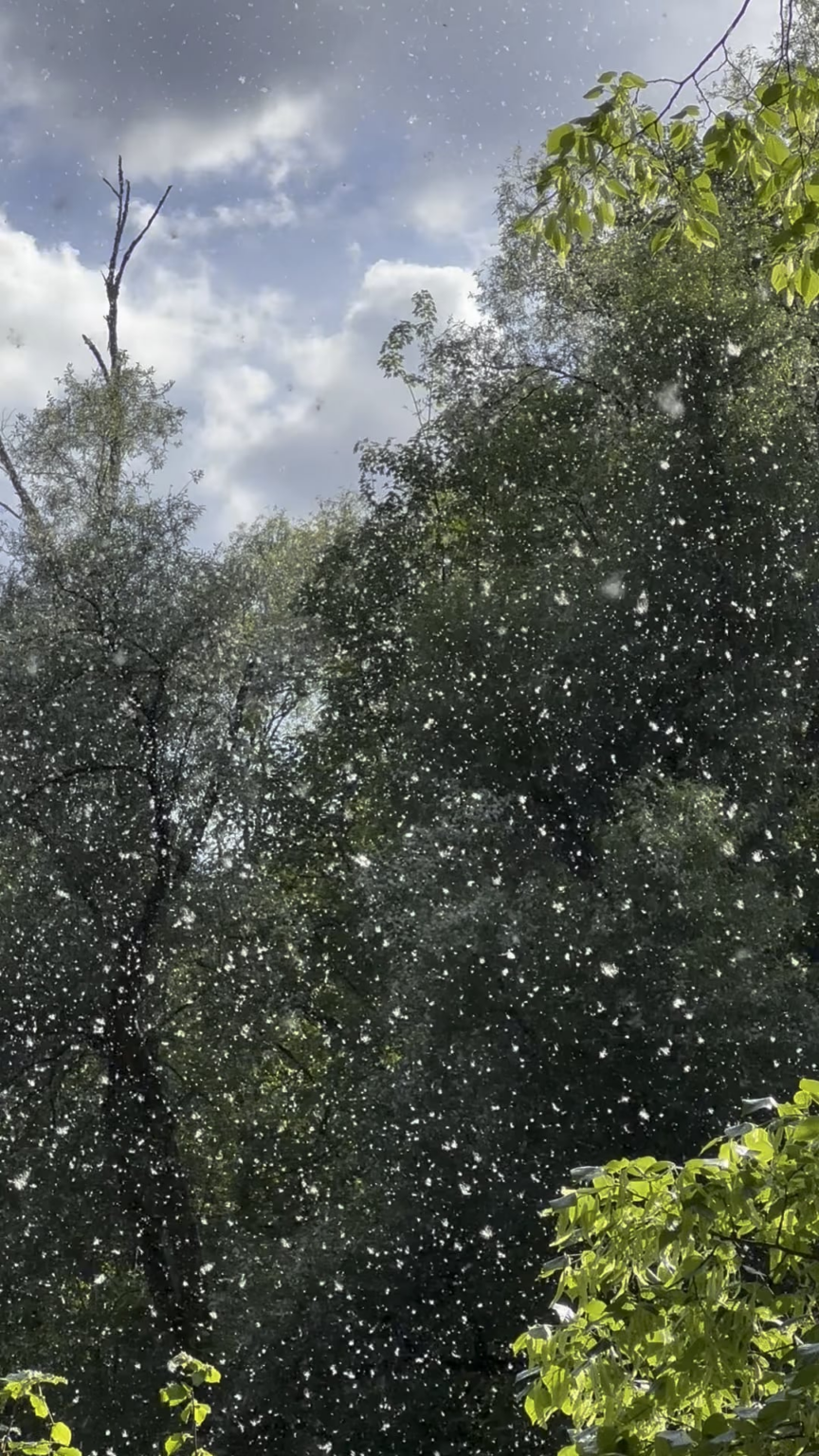 Just a tiiiny bit of pollen today