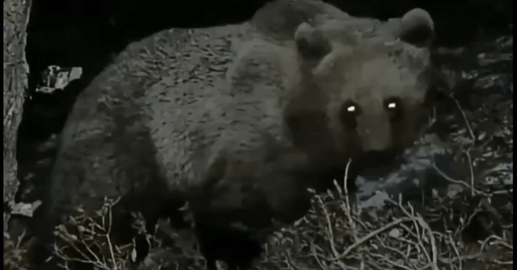 AI will help identify bones and wolves in the Pyrenees