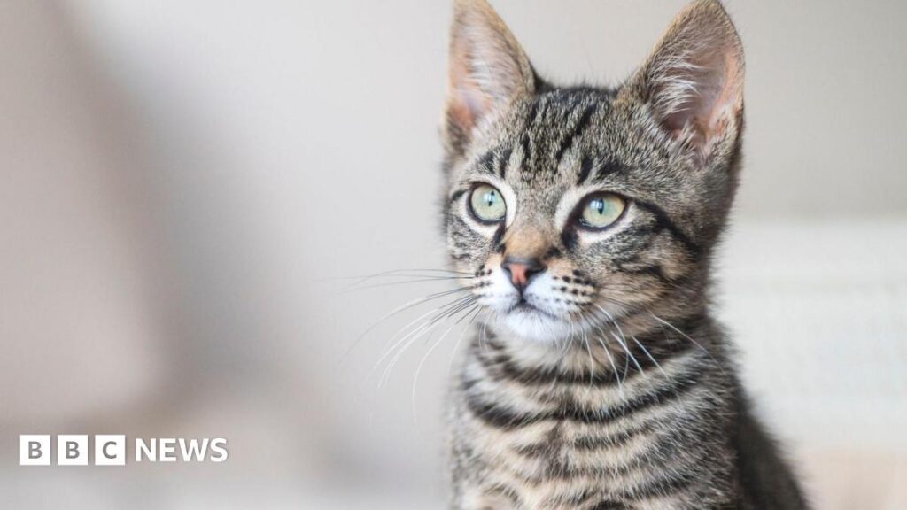 Cat dies after being shot with rifle