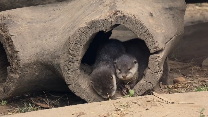 Tsunami of cuteness! Baby otters in the Nyíregyháza Zoo