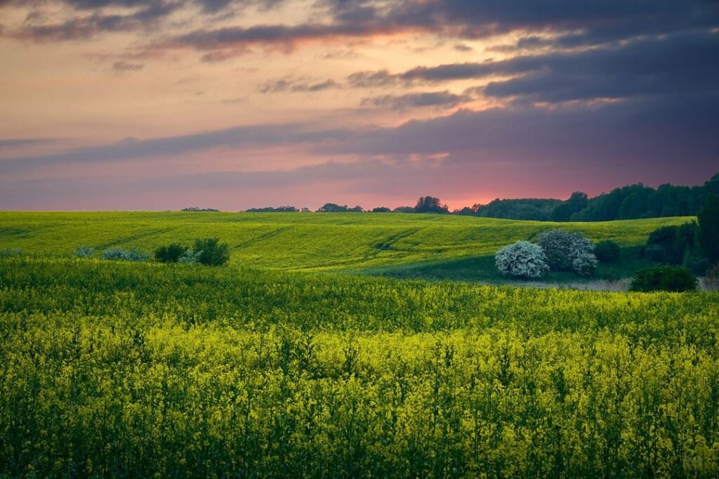 Poland - Yellow fields and sunset