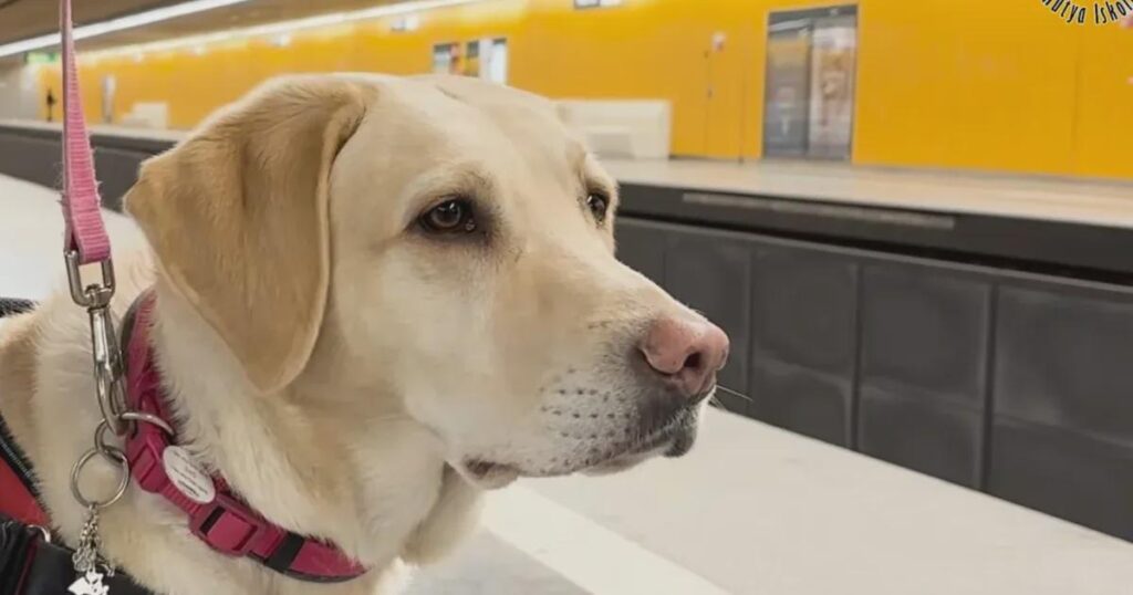 Baber, a guide dog in Budapest, was kicked for touching a bag