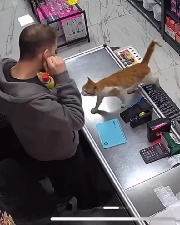 Türkiye, Rize - A cat goes to the market every day just to hug the cashier