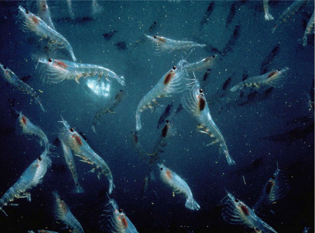 China and Norway push to expand krill fishing in Antarctica China and Norway push to expand krill fishing in Antarctica