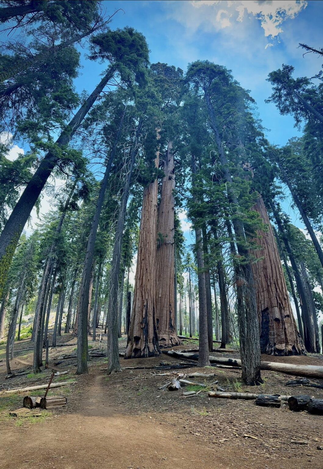 Sequoias 💚 feeling small out here