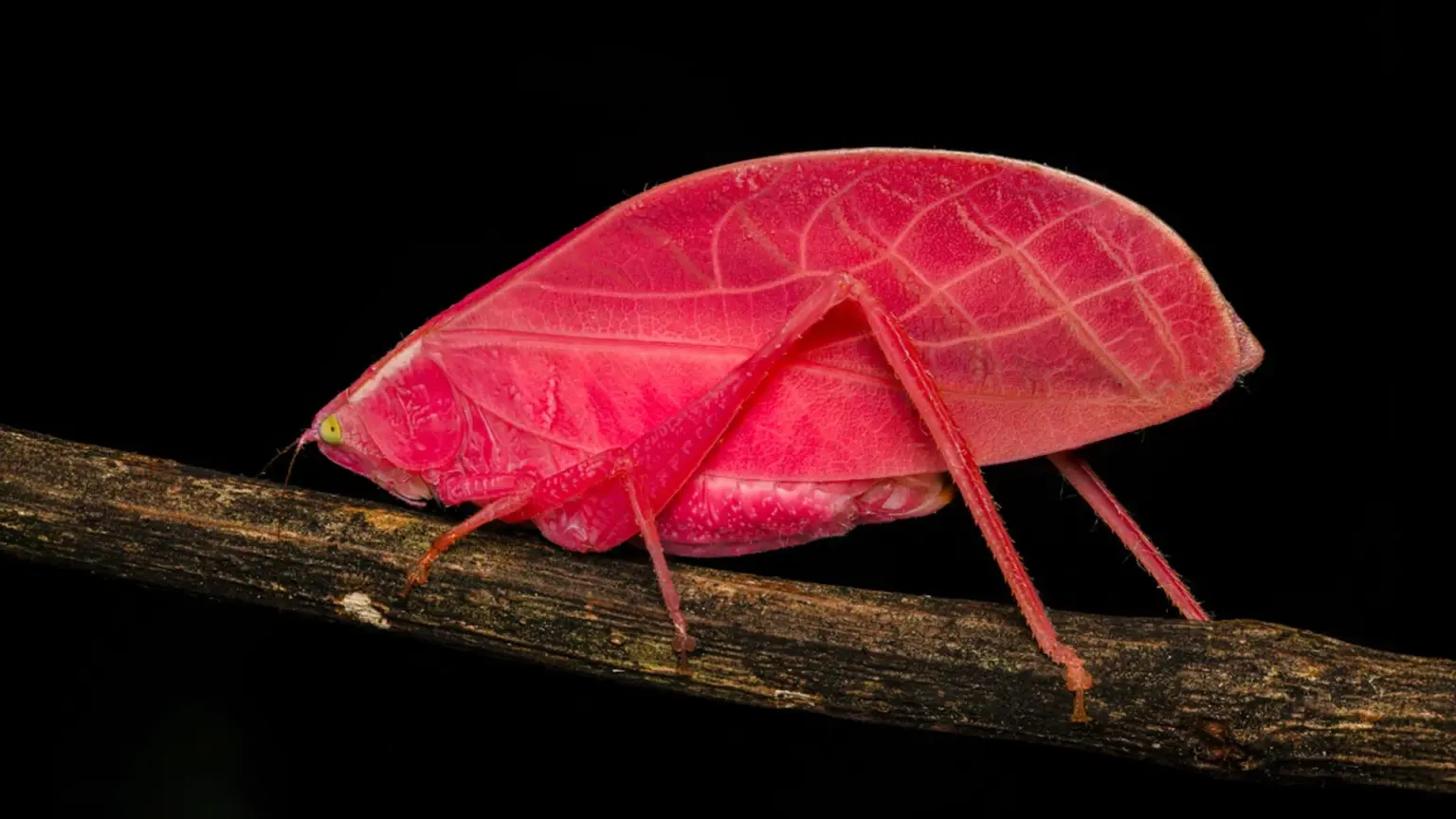 Scientists stunned as pink katydid transforms into green camouflage