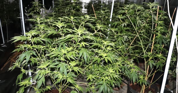 Odd sights and smells lead police to cheeky Auckland grow house Odd sights and smells lead police to cheeky Auckland grow house