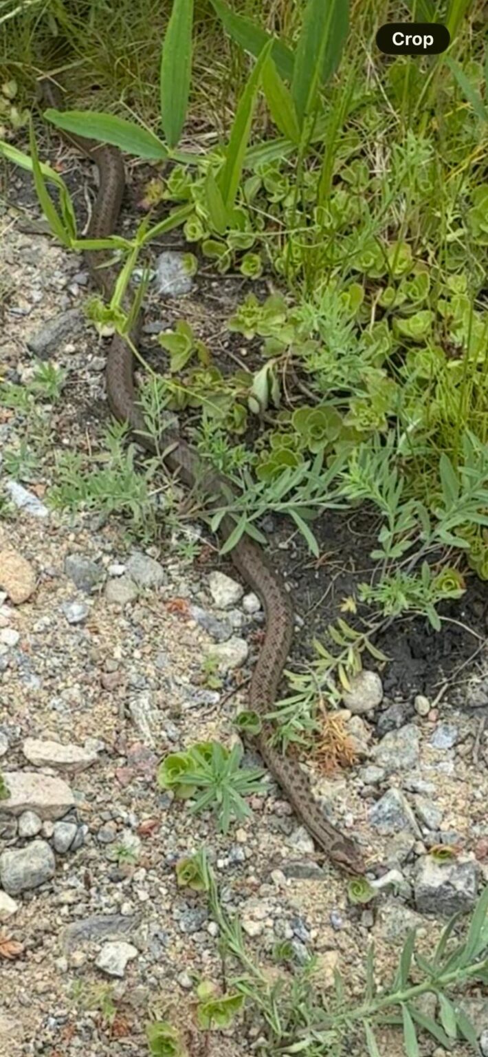 Does anyone know if this is a viper?