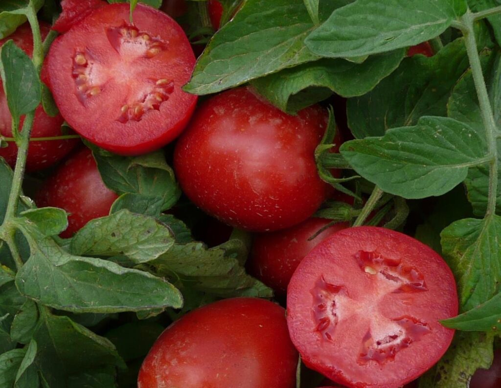 Drinking tomato-soy juice loaded with lycopene and soy isoflavones lowered pro-inflammatory proteins in healthy adults with obesity after 4 weeks, a study found. With NIH funding, the researchers are now testing whether the juice reduces inflammation in people with pancreatitis. Drinking tomato-soy juice loaded with lycopene and soy isoflavones lowered pro-inflammatory proteins in healthy adults with obesity after 4 weeks, a study found. With NIH funding, the researchers are now testing whether the juice reduces inflammation in people with pancreatitis.