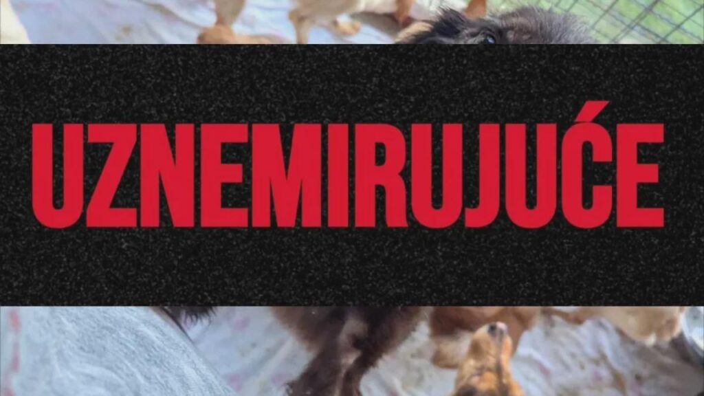32 dead dogs were found, some were in the fridge: The death of the owner exposed the horror on Učka