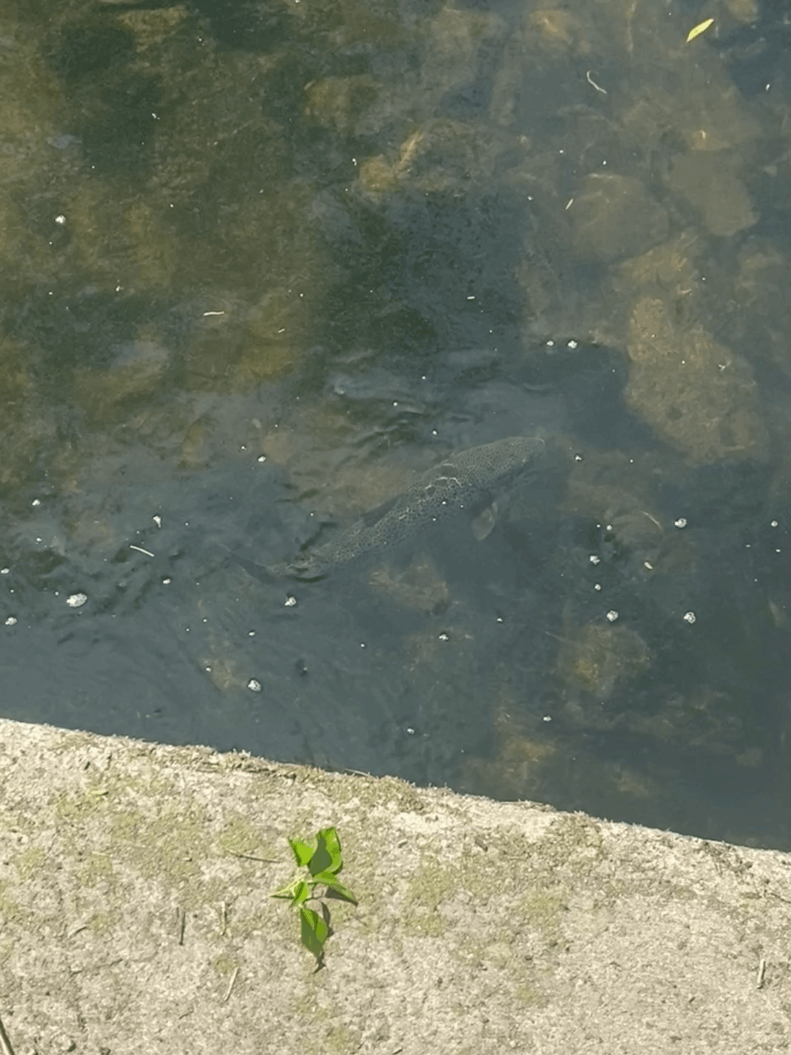 Tolka River - Drumcondra, Big Boi Today