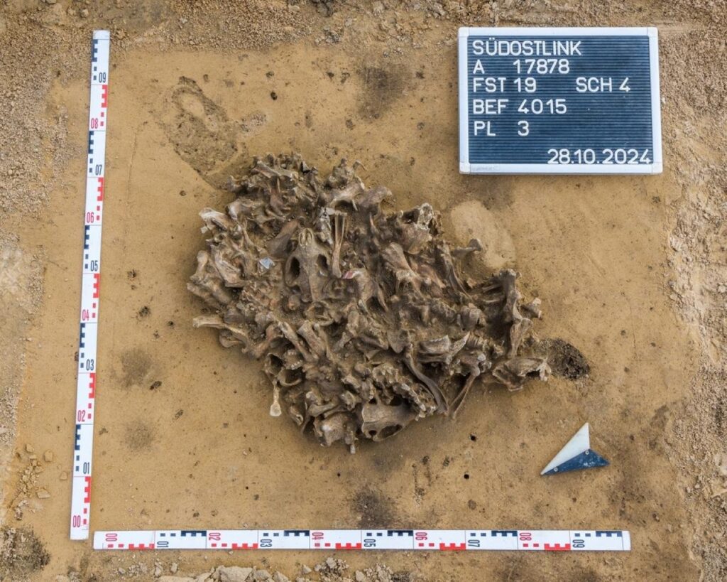 7,000-year-old beaver bone pit discovered in Germany reveals Neolithic fur hunting practices