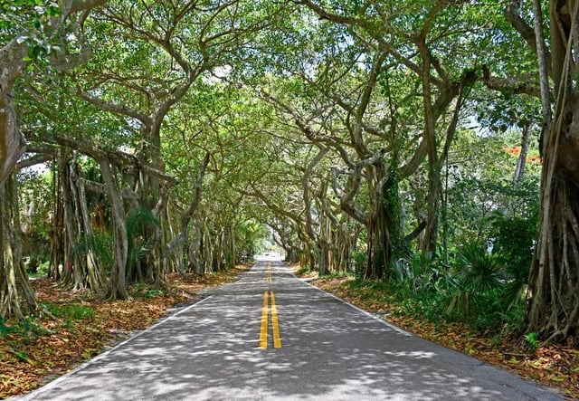 Love tree Tunnels