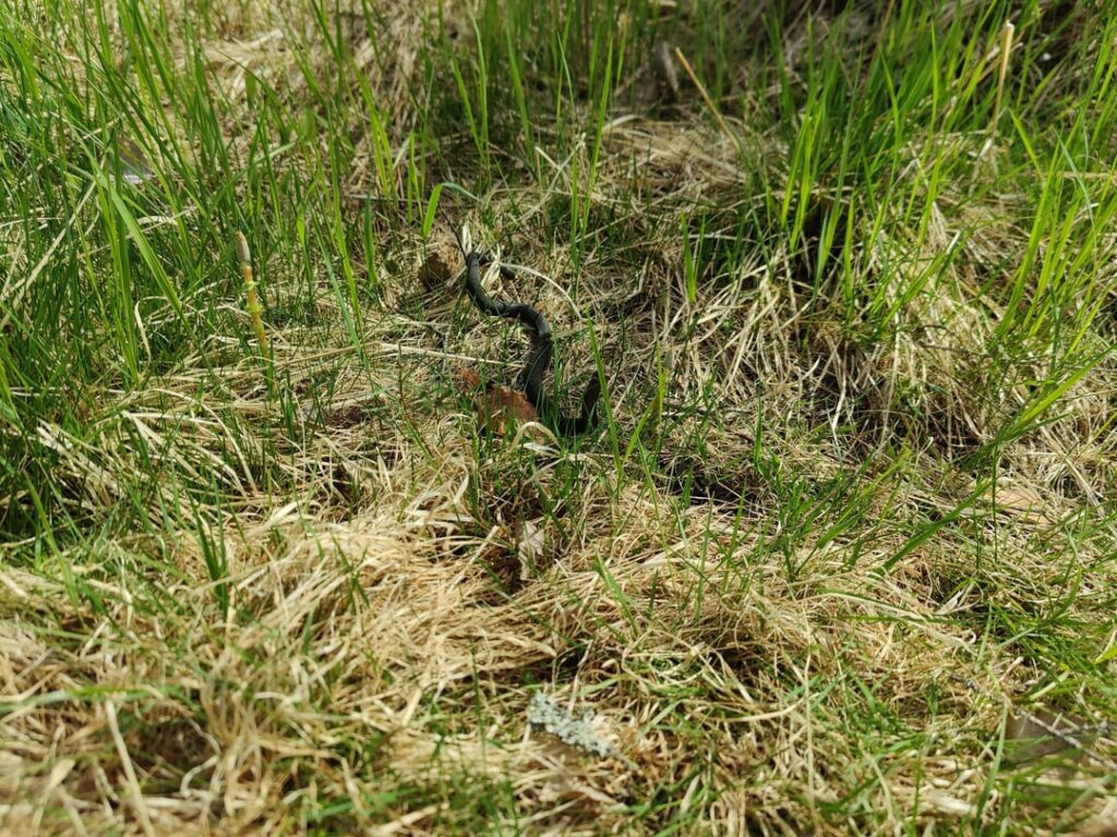 Snake identification: Snake snake? Snake identification: Snake snake?
