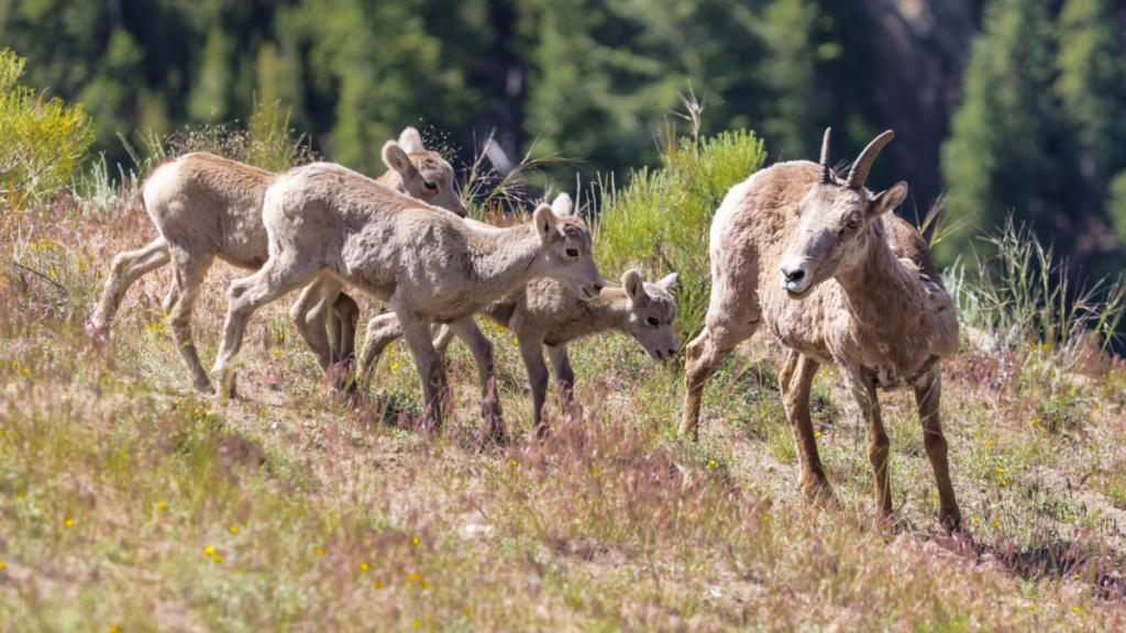 It’s baby season at Yellowstone National Park