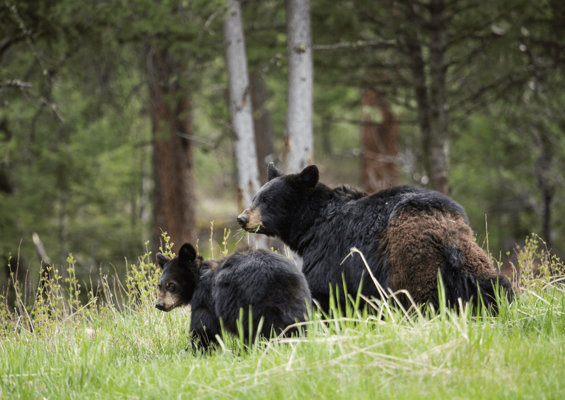 a mother black bear with a cub walking through tall grass
