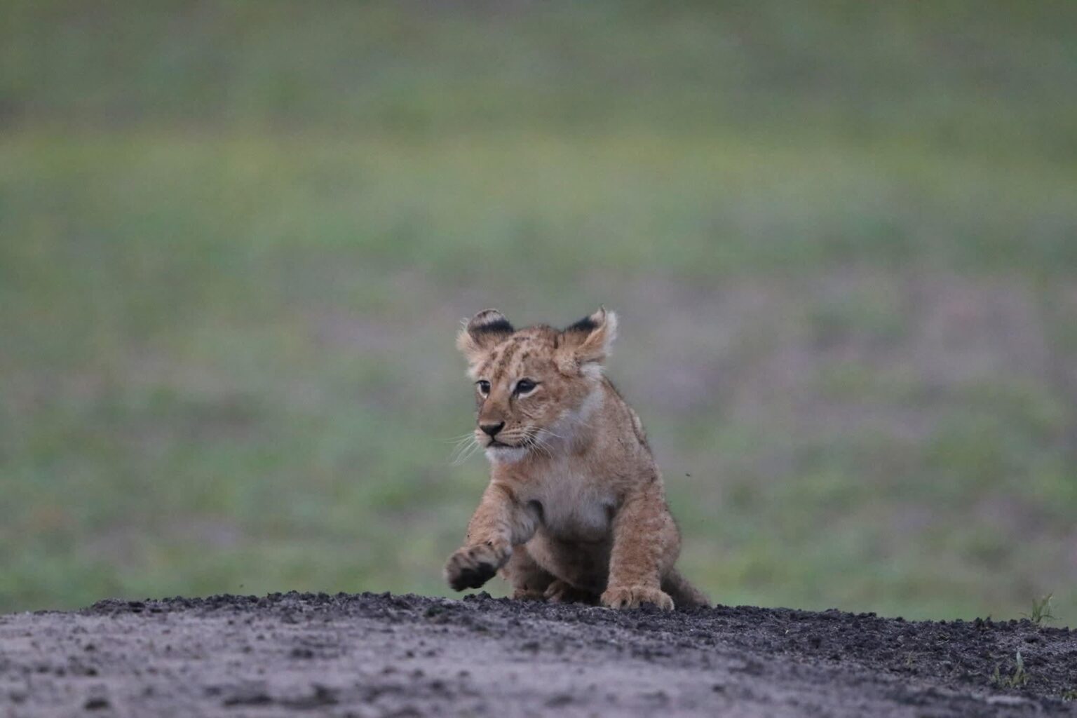 A lion cub in Serengeti National Park, Tanzania