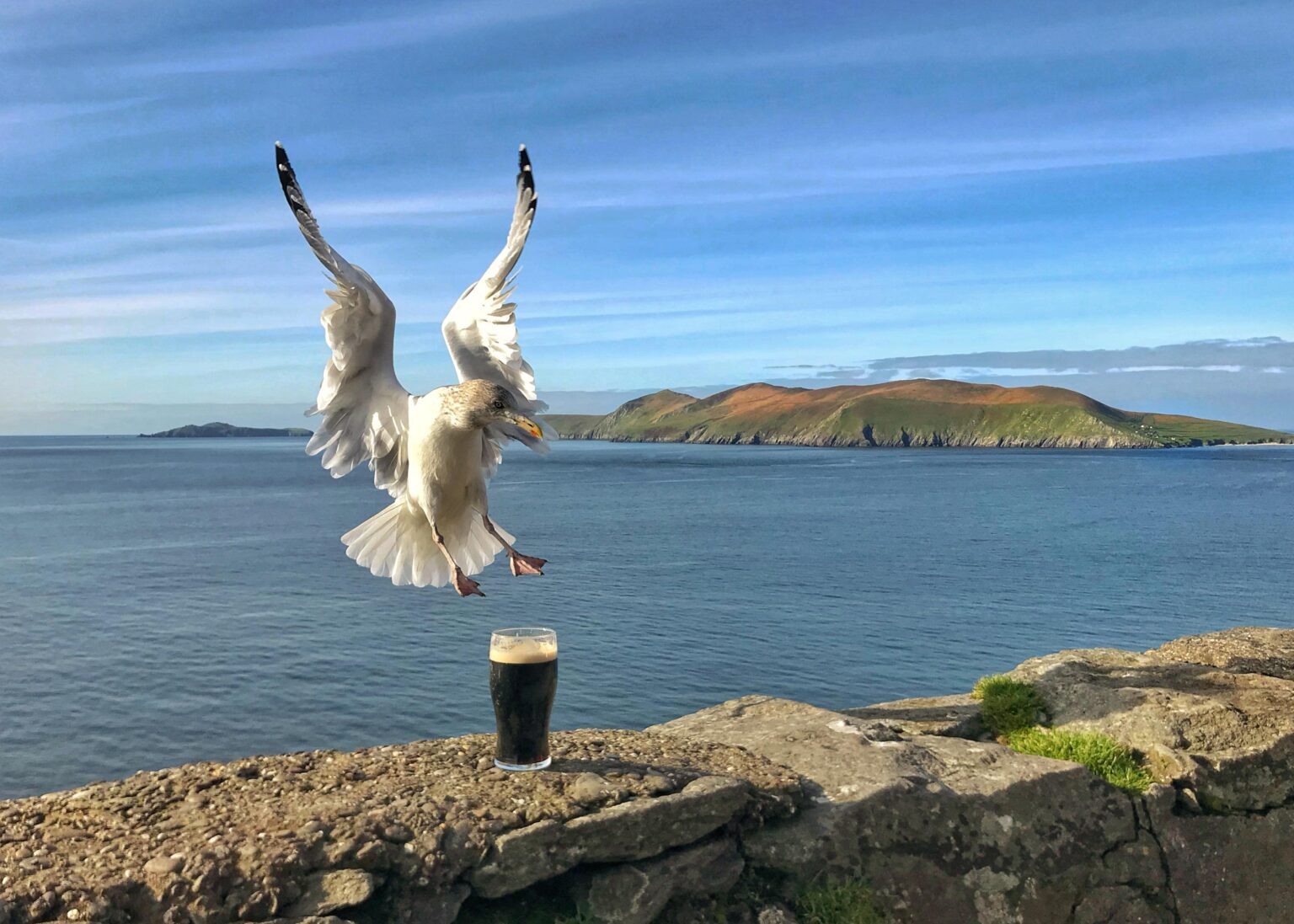 Seagull wants my Guinness!