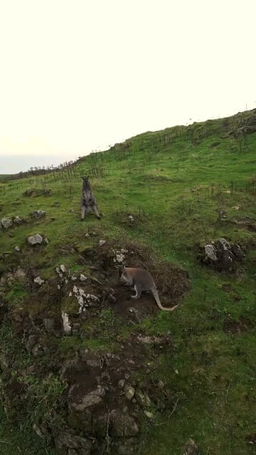 The Wild Wallabies of Lambay Island off the coast of Dublin