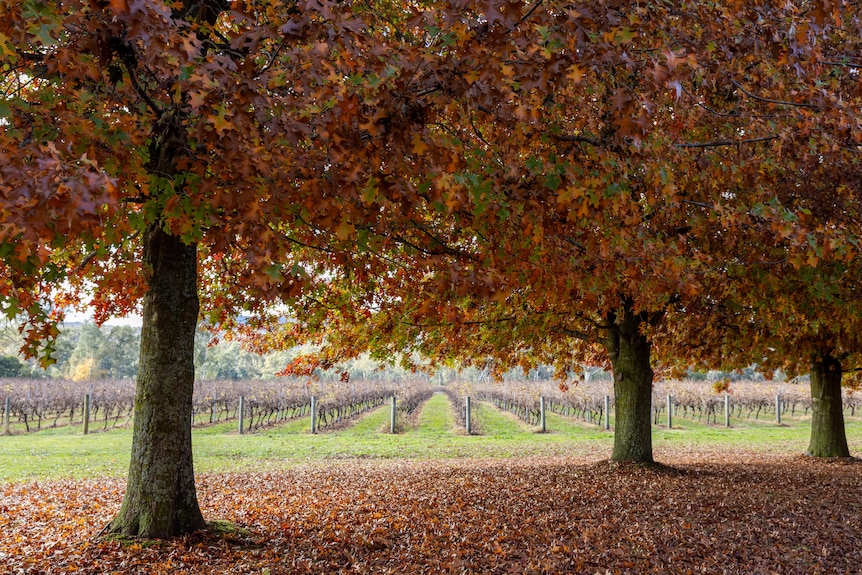 An autumnal vineyard