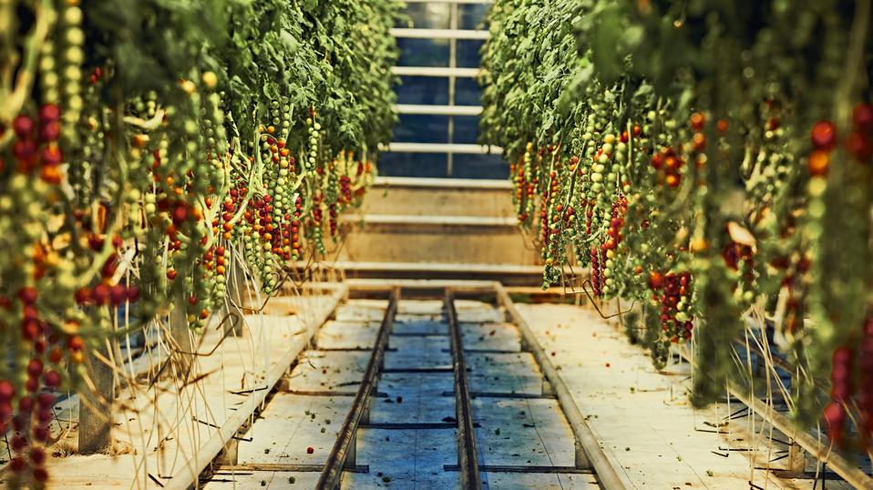 7 Unique Dining Experiences In Iceland, From Greenhouses To Geysers